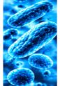 Respiratory Infections